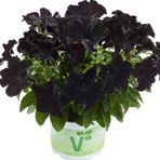 E-fidancim Petunia Atkinsiana Back To Black Siyah Petunya Çiçeği Fidesi (1 Adet)