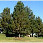 E-fidancim Pinus Elderica İran Çamı Tohumu (10 Tohum)