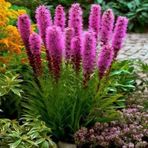 E-fidancim Purple Rose Liatris Çiçeği Tohumu(40 tohum)