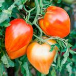 e-fidancim Red Oxheart Kalp Şeklinde Meyvesi Olan Domates Tohumu(15 tohum)