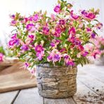 e-fidancim Rosy Violet 3 Renkli İri Çiçekli Küpe Çiçeği Fidesi (1 Adet)