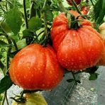 e-fidancim Rote Pear Etli Armut Domates Tohumu (15 tohum)