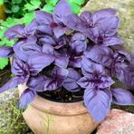 e-fidancim Saksılık Aromartik Dark Purple Geniş Yapraklı Fesleğen Fidesi (5 Adet )