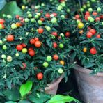 e-fidancim Saksılık Fat Tomato Pepper Tohumu (5 tohum)