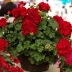e-fidancim Sarkan Grandeur Ivy Deep Red Sakız Sardunya Fidesi (1 Adet)