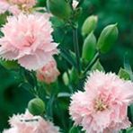 E-fidancım Soft Pembe La France Karanfil Çiçeği Tohumu(25 Tohum)