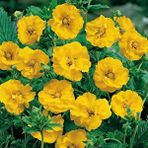 E-fidancim Soğuklara Dayanıklı Katmerli Yellow Beauty Geum Çiçeği Tohumu(20 tohum)