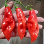 e-fidancim Trinidad Seasoning Biber Tohumu (15 adet)
