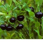 E-Fidancım Tüplü Bilberry Doğal Likapa Fidanı