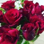 E-Fidancım Tüplü Dikensiz Kokulu Kırmızı Red Love Gül Fidanı