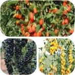 e-fidancim Tüplü Goji Berry Fidanı Paketi (Siyah-Sarı-Kırmızı Tek Pakette)