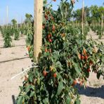 e-fidancim Tüplü Goji Berry Kurt Üzümü Fidanı - yok