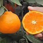 E-fidancim Tüplü Kokulu Çekirdeksiz Aroması Yüksek Okitsu Mandalina Fidanı