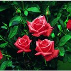 e-fidancim Tüplü Kordes Lady Rose Kokulu Gül Fidanı
