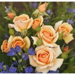 e-fidancim Tüplü Kordes Rosen Kokulu Sweet Honey Gül Fidanı