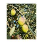 E-Fidancım Tüplü Memecik Zeytin Fidanı