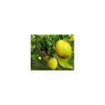 E-Fidancım Tüplü Nadir Kütdiken Limon Fidanı