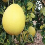 E-Fidancım Tüplü Şadok Pomelo Ağacı Fidanı