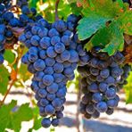 E-fidancim Tüplü Syrah(Şiraz) Üzüm ((Asma-Bağ)) Fidanı