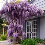 E-fidancım Tüplü Yoğun Kokulu Wisteria Sinensis Mor Salkım Fidanı (40-60 Cm)