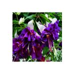 e-fidancim Xxl Çiçekli Deep Purple Küpe Çiçeği Fidesi (1 Adet)