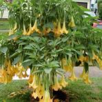 E-Fidancım Yellow Brugmansia Çiçeği Meleklerin Borazanı Çiçeği Fidesi