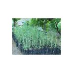 E-Tarım Goji Berry Fidanı 60 Cm