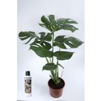 ebotanik Deve Tabanı Çiçeği 80 Cm Monstera Deliciosa Özel Kutulu