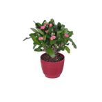 Ebruli Kırmızı Dikenler Tacı Euphorbia Milii 10-20 cm