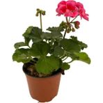 Ebruli Sardunya Çiçeği Fidesi 10-20 cm