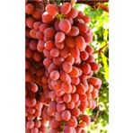 Ebruli Tüplü Fidan Crimson Seedles Üzüm Fidanı