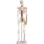 Ece Damarları Sinirleri Gösterir İnsan İskeleti Modeli 85 cm Kaideli