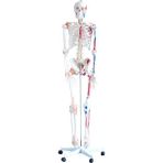 Ece İnsan İskeleti Modeli 180 cm Kasları ve Bağları Gösterir (Ligamentli) - Tekerlekli
