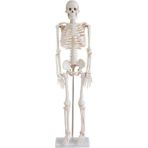 ECE İnsan İskeleti Modeli 45cm Eğitim Amaçlı Doğal Kemik Renginde