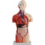 Ece İnsan Vücudu Modeli Torso 42cm 18 Parça Cinsiyetsiz Gerçekçi Renkler Kaideli
