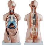 ECE İnsan Vücudu Modeli Torso 85cm 20 Parça Cinsiyetsiz Tam Boy Gerçekçi Renkler Kaideli