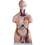ECE İnsan Vücudu Modeli Torso 85cm 40 Parça Unisex Tam Boy