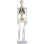 Ece Spinal Sinirleri Gösterir İnsan İskeleti Modeli 85 cm