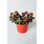 Echeveria Chroma Variegata – Koleksiyonluk Renkli Sukulent