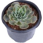 Echeveria Elegance - Eşeverya - Saksı'da - Xxl