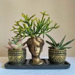 Echeveria & Gasteria & Rhipsalis 3'lü Sukulent Seti | Helen Gold Serisi