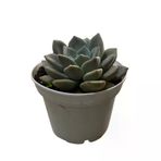 Echeveria 'German Champaign' (Sukulent)