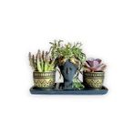 Echeveria & Huernia & Rhipsalis 3'lü Sukulent Seti Helen Siyah & Gold Seri