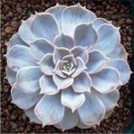 Echeveria Lilacina Var Sukulent Bitki