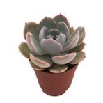 ECHEVERİA MORNİNG BEAUTY SUKULENT 5,5 CM SAKSIDA