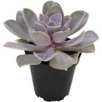 Echeveria Perle Van Nurnberg Sukulent