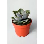 Echeveria Pollux rozet sukulent özel tür 8.5 kırmızı saksıda