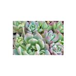 Echeveria Profilicea Sukulent Bitki, BTSTS97