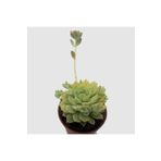 Echeveria Profilicea Sukulent Bitki, SRD1322025BYB276