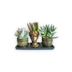 Echeveria & Rhipsalis 3'lü Sukulent Seti | Helen Gold Serisi